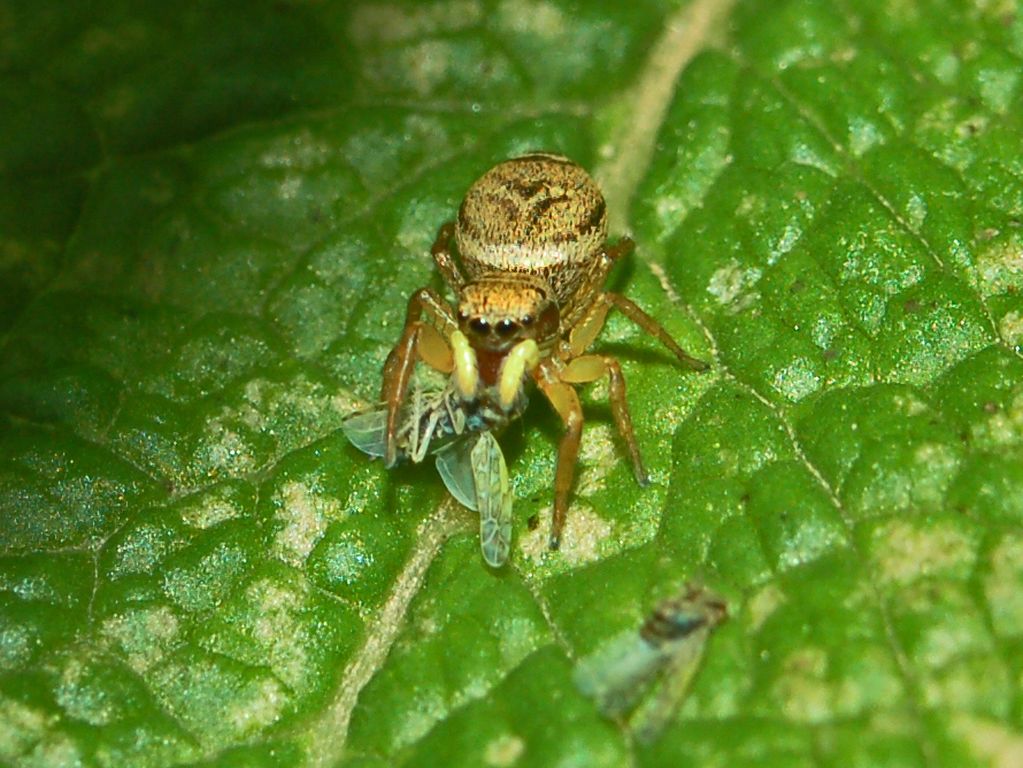 Heliophanus sp.